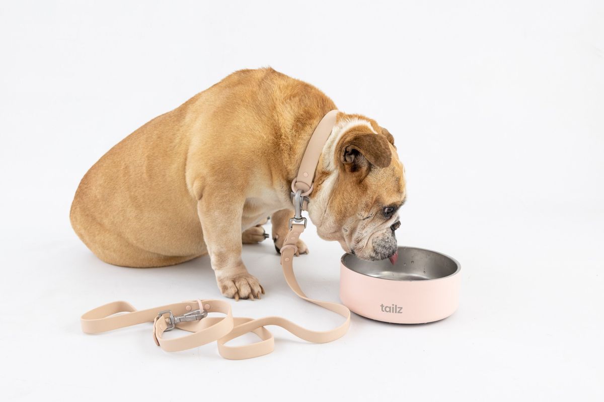 Bulldog tomando agua de un plato rosa