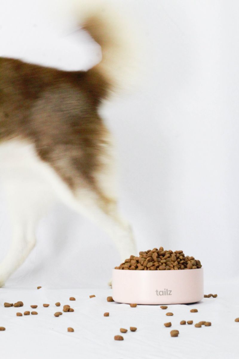 Husky moviendo la cola junto a su plato