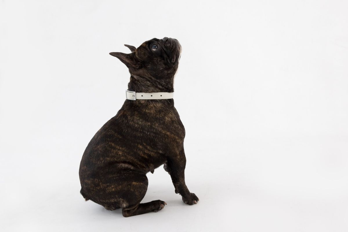 Bulldog francés con collar gris