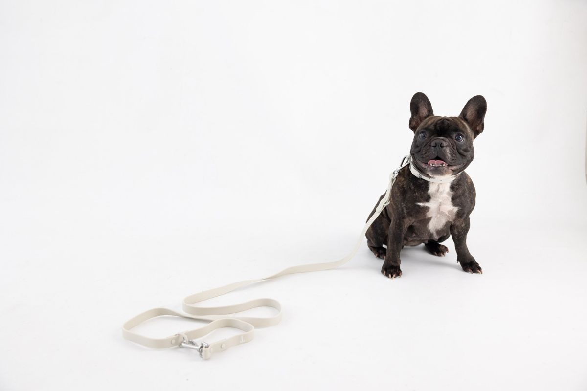 Bulldog francés con correa gris
