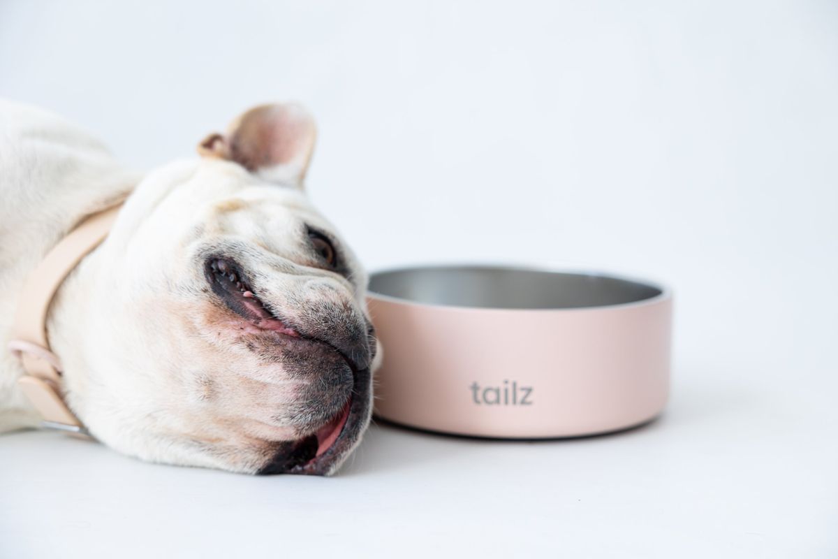 Bulldog francés recostado junto a su plato rosa