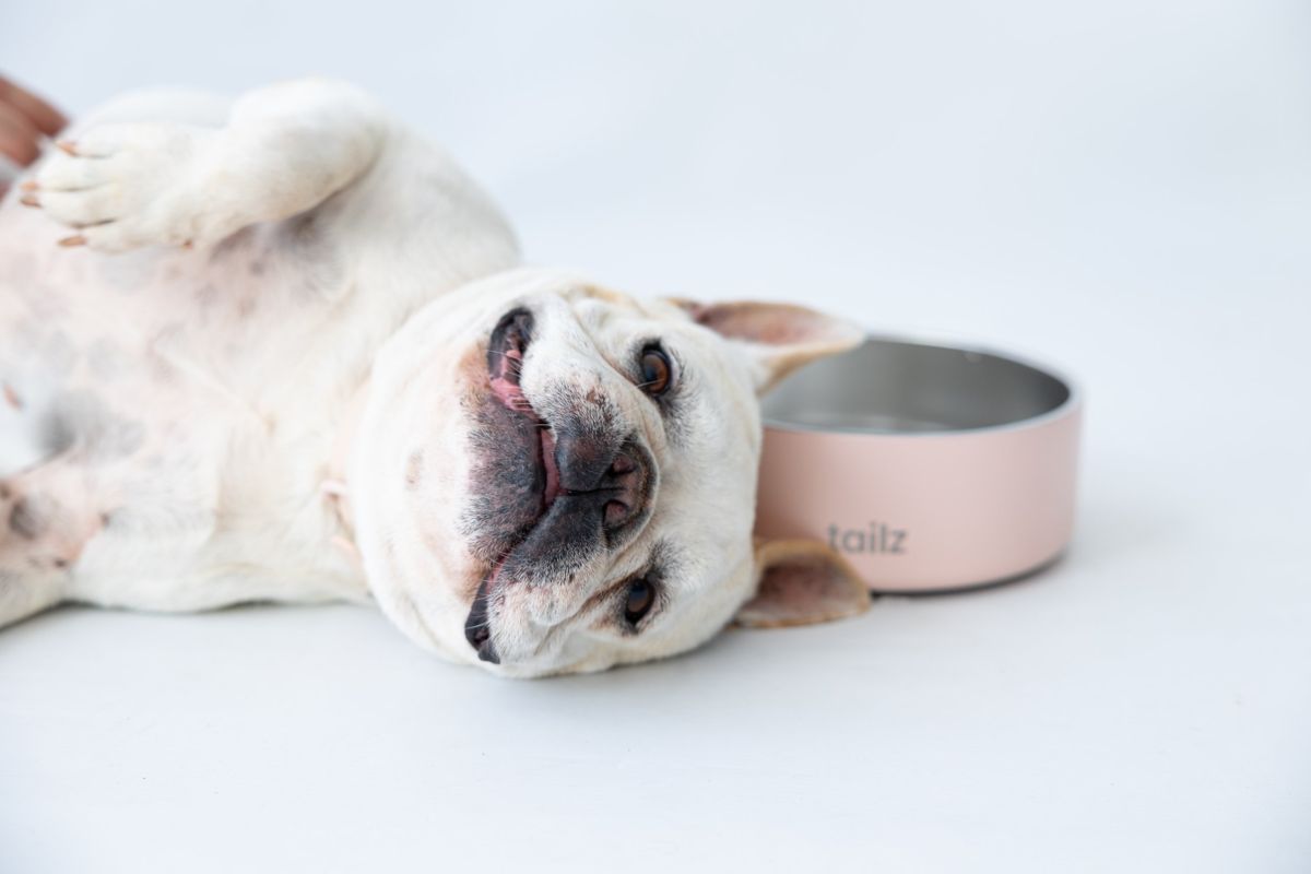 Bulldog francés panza arriba junto a su plato rosa