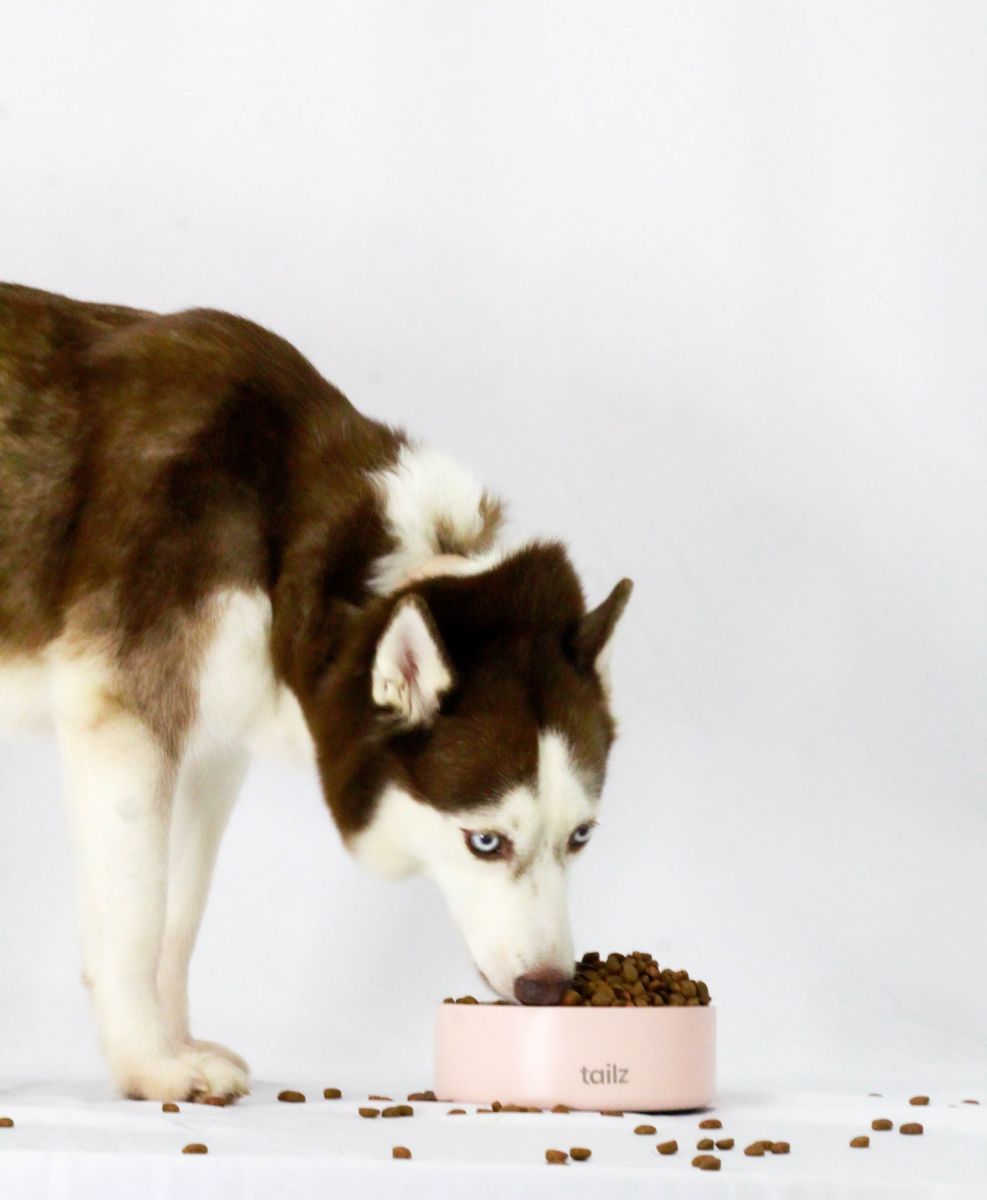 Kaia comiendo de su plato rosa TAILZ