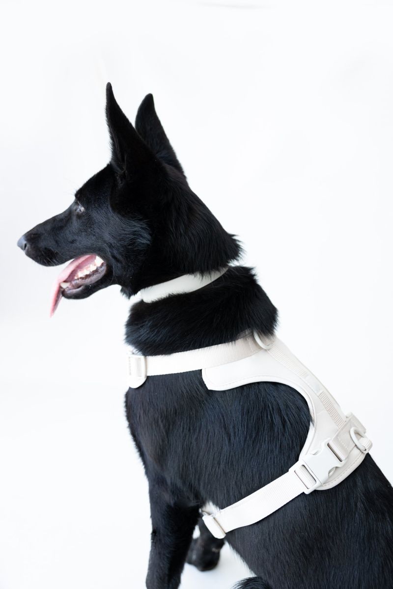 Perro negro con pechera gris