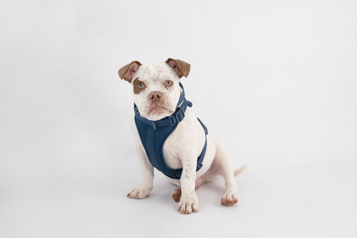 Cachorro con pechera azul marino