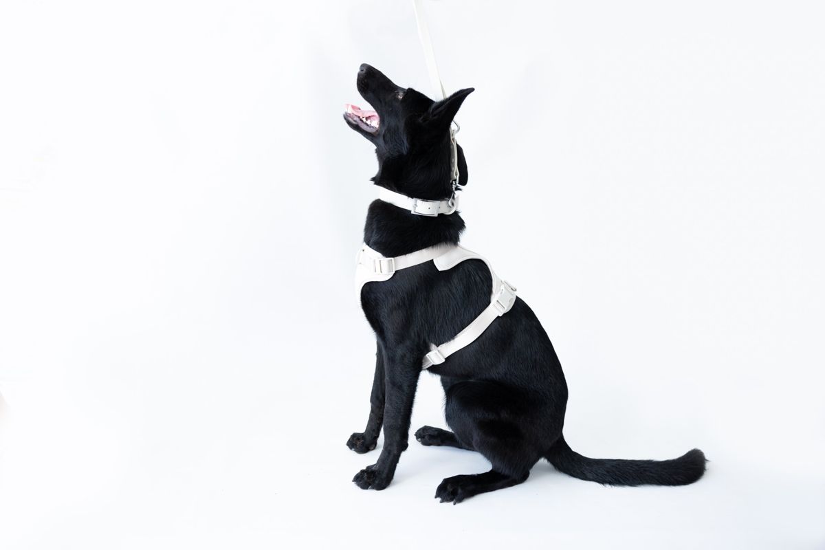 Perro negro con pechera gris