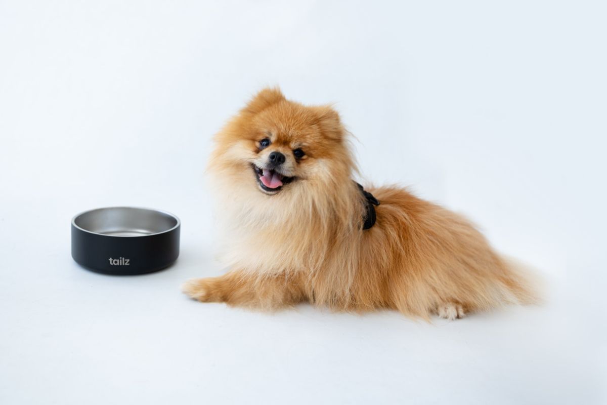 Pomerania sonriendo junto a un plato negro TAILZ
